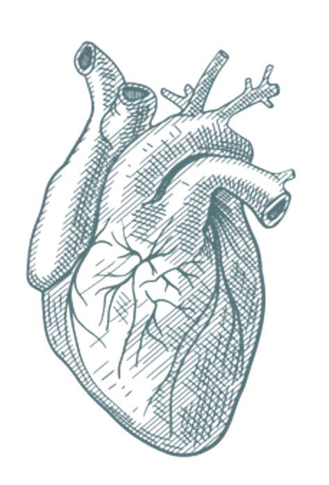 Medical sketch illustration of a human heart representing cardiac conditions and heart surgery