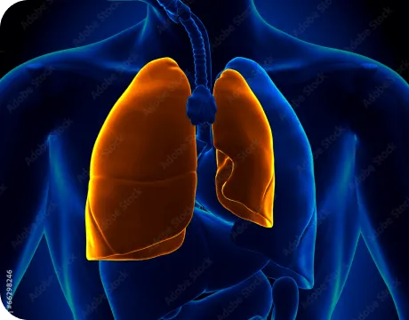 MRI scan showing lungs affected by pneumothorax