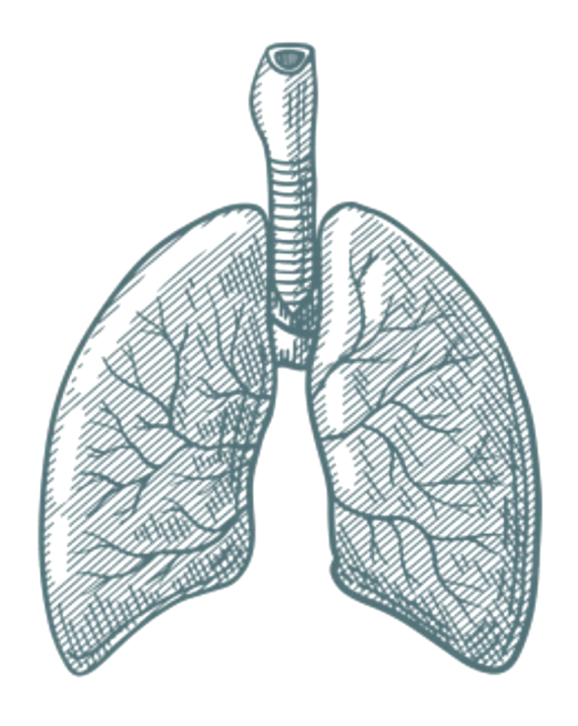 Medical sketch illustration of human lungs representing thoracic conditions and respiratory health
